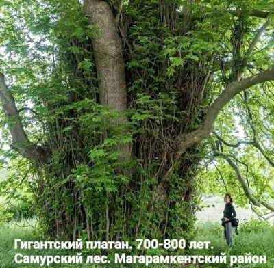 Самурский лес » Гостеприимный Кавказ