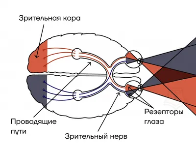 Большие удивленные глаза - 72 фото