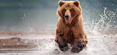 Самые большие виды медведей | Мир Вокруг | Дзен