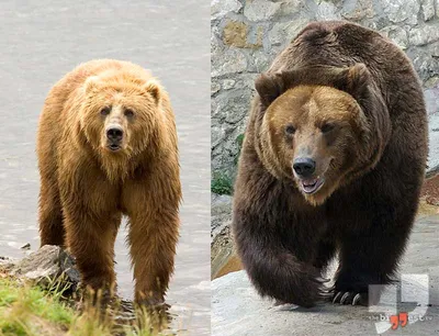 Самые большие медведи в мире (Фото + описание)