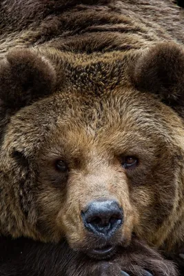 большой бурый медведь лежит отдыхает | Grizzly bear tattoos, Bear pictures,  Animals beautiful