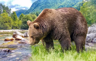 Самые большие медведи на свете» — создано в Шедевруме