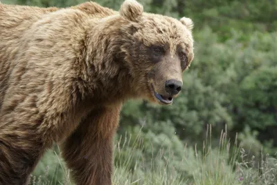 Самые большие медведи в мире (Фото + описание)