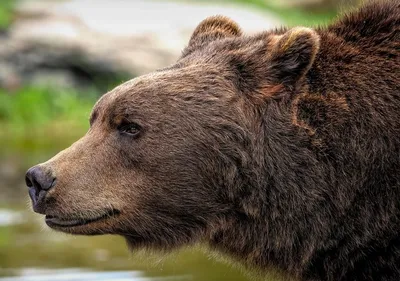 Самые большие медведи добытые охотниками, ТОП-5