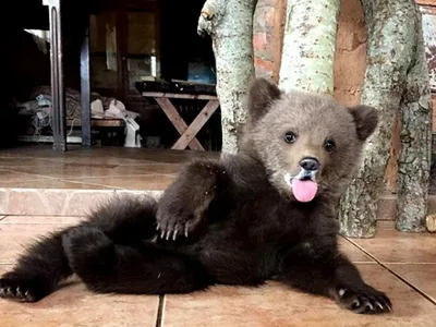 I love you 280см Огромный плюшевый медведь в Новосибирске | Магазин  TheBears.ru
