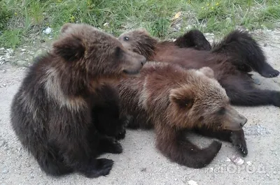 Медведь большой заказать с доставкой в Челябинске - салон «Дари Цветы»