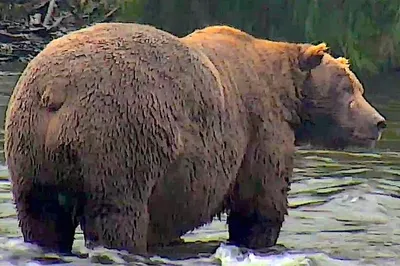 Большинство медведей обитает в Вурнарском и Чебоксарском районах
