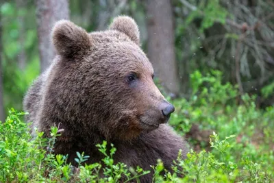 Виды самых больших медведей в мире. ФОТО