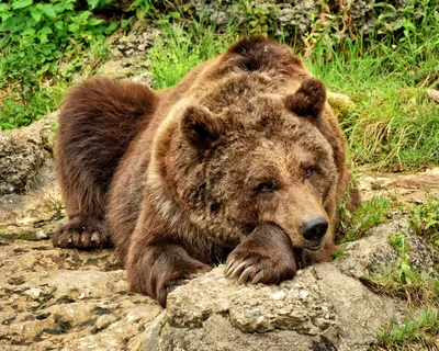 Самые большие медведи на свете!!! | Мир Животных | Дзен