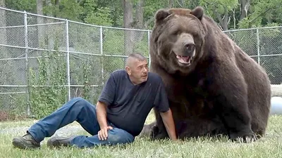 Что делать при встрече с медведем? — Блог «Спорт-Марафон»