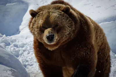 На Камчатке медведи – мирные… — \"Камчатский Край — Единая Камчатка\"