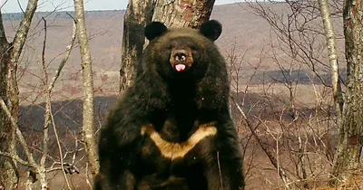 55 бурых и более 100 белогрудых медведей обитают в лесах юго-запада  Приморья - Статьи и репортажи РГО
