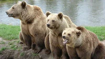 Предлагают бить в нос, если не удалось избежать близкого контакта: медведей  стало так много, что природоохрана Беларуси разработала памятку на случай  встречи с ними — Блог Гродно s13