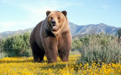 Самый большой медведь - 65 фото