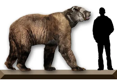 Неделя жирного медведя 2023: на Аляске стартовало лучшее соревнование года  среди бурых медведей