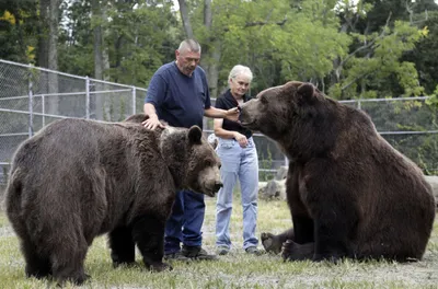 Сибирский бурый медведь (Ursus arctos). Подробное описание экспоната,  аудиогид, интересные факты. Официальный сайт Artefact