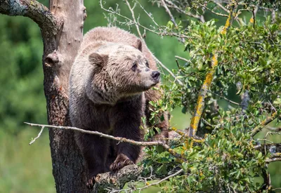 Медведи и короткоствольное оружие - Русский охотничий портал