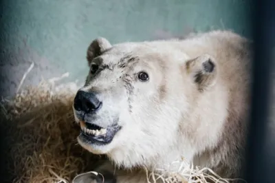 Российские зоологи научились считать белых медведей по снимкам из космоса:  Достижения: 69-я параллель: Lenta.ru