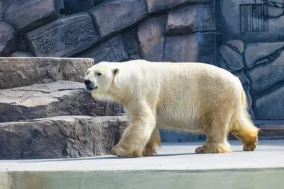 Кавказский бурый медведь — Животные Краснодарского края