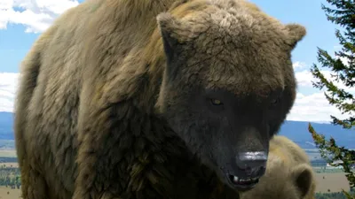 Не могут охотиться? Почему белые медведи на Диксоне выходят к людям |  ОБЩЕСТВО | АиФ Красноярск