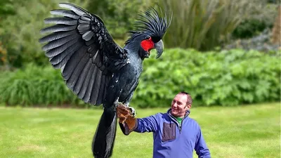 Самые большие попугаи в мире фото фото
