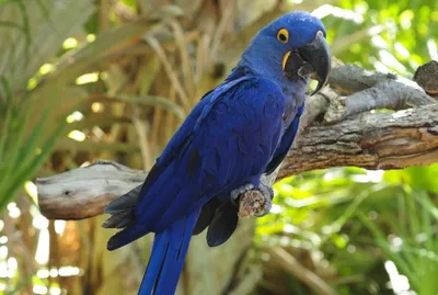 Одни из самых красивых попугаев в мире | ПРИРОДА | Дзен