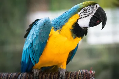Самые красивые попугаи в мире ( + много ФОТО )