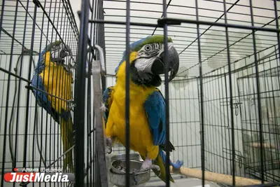 Какие попугаи самые умные | Домашние животные | Дзен
