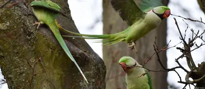 Самые крупные и красивые попугаи