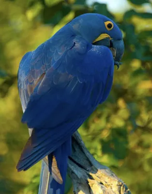Попугай ары шарлаха, самые большие попугаи в мире Стоковое Изображение -  изображение насчитывающей яркое, любимчик: 145161099