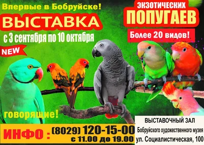 Жако краснохвостый, серый африканский попугай Жако ✔️ 800 $ ᐉ Папуги в  Києві на BON.ua 101834623