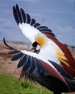 ТОП-5 самых больших птиц планеты