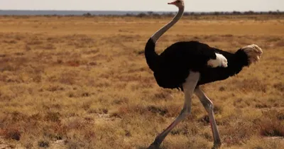 Самые большие птицы в Африке Стоковое Фото - изображение насчитывающей  ангстрома, конец: 89531968