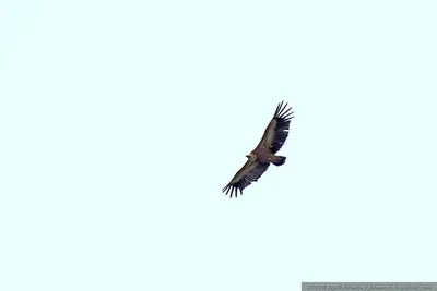 Самая большая птица в мире - фото, вес, размах крыльев - Техно bigmir)net