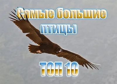 Грифы Чатыр-Дага. Самые большие птицы Крыма