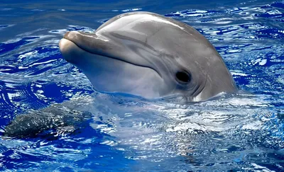Дайвинг с дельфинами в Красном море - подписаться на оповещения