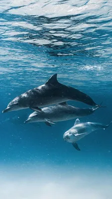На запорожском курорте засняли дельфинов в нескольких метрах от берега  (ВИДЕО) | Портал Акцент