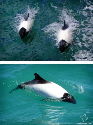 В Анапе дельфины подплывают к берегу и забавляют людей: чем опасны дельфины,  могут ли они напасть на людей - 17 августа 2023 - 72.ru