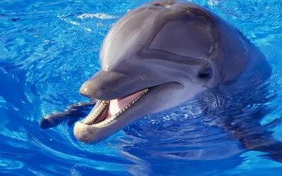 Плавание-купание с дельфинами - «День, когда я испытала невероятные эмоции  от общения с самыми умными животными на земле - дельфинами.» | отзывы