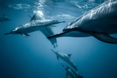Как в Крыму веселые дельфины ловят рыбу на мели - KP.RU
