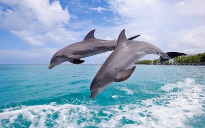 Морская прогулка в Адлере к дельфинам