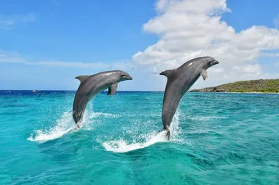 Катание на плавнике и вальс в воде: дельфины приглашают искупаться - 29 мая  2017 - 74.ru