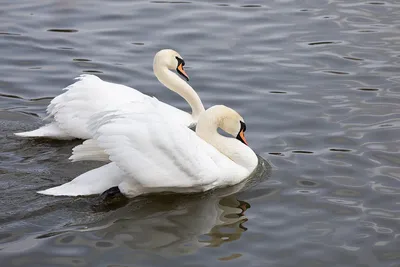 Лебеди очень красивые птицы, а их отношения прекрасны.🦢❤️🦢  #лебединоеозеро #лебединаясемья #лебедьбелая #белыйлебедь  #лебединаяверность… | Instagram