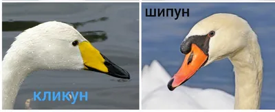 ❗9 фактов про лебедей ❗ — Галина Каредина на TenChat.ru