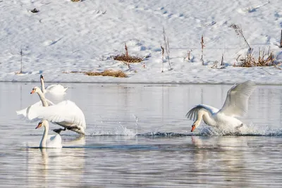 Лискинский активист выпустил в городской водоем двух лебедей-шипунов