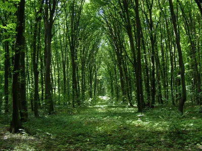 Экологическая обстановка в Беларуси улучшается - эксперт