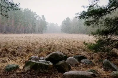 Удивительные польские леса - Новости из Польши | tvojarabota.pl