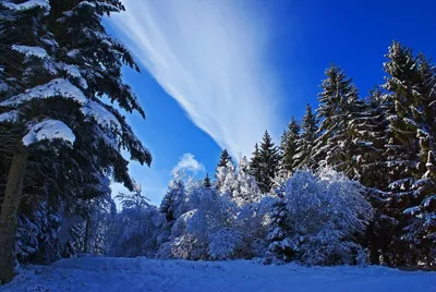 Картинки красивый лес в снегу (67 фото) » Картинки и статусы про окружающий  мир вокруг
