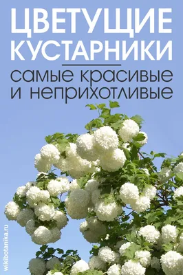 Купить Самые красивые деревья и кустарники. Справочник садовода в Минске в  Беларуси | Стоимость: за 9.37 руб.