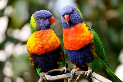 Top-28 the Most Beautiful Parrots